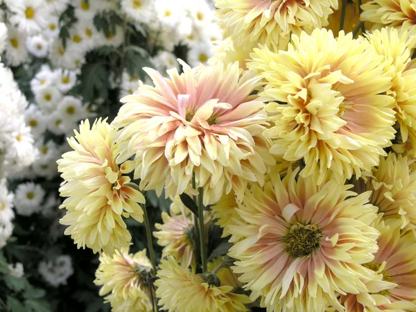 Blühende Chrysanthemen — Stockfoto