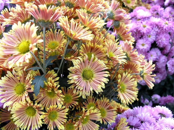 Blossoming chrysanthemum — Stock Photo, Image