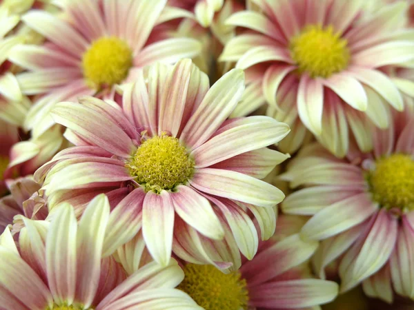 満開の菊 — ストック写真