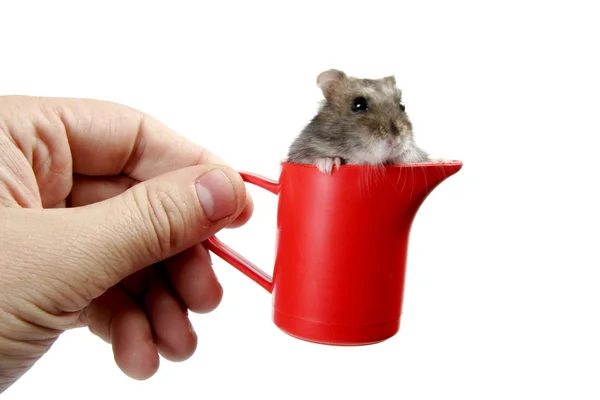 Hamster i cup — Stockfoto