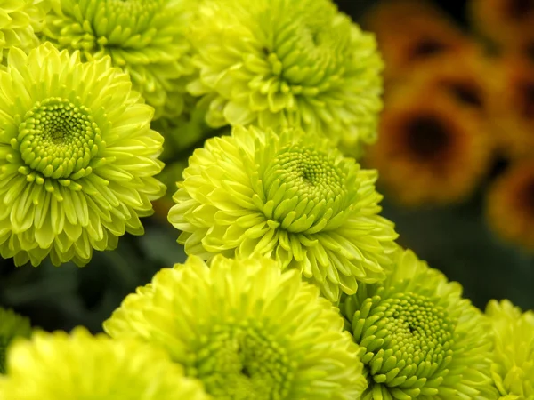 Blühende Chrysanthemen — Stockfoto