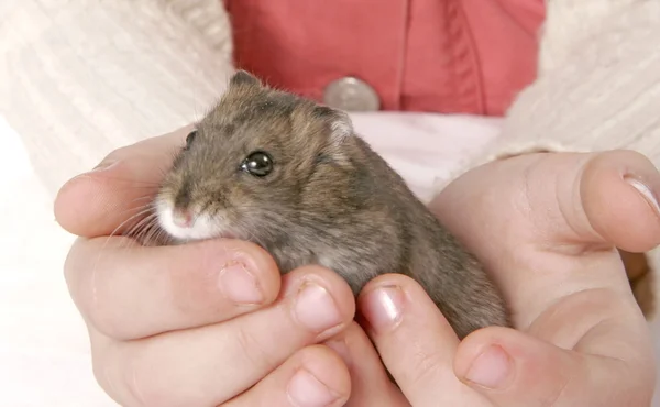 Hamster nas mãos — Fotografia de Stock