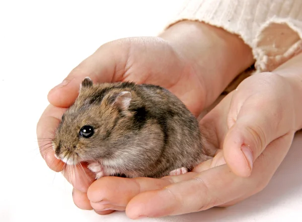 Hamster i händerna — Stockfoto