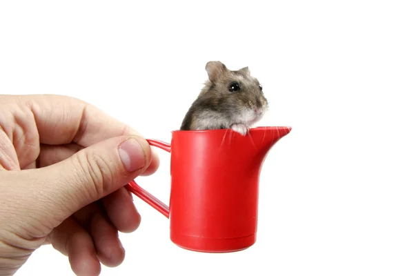 Hamster in cup — Stockfoto