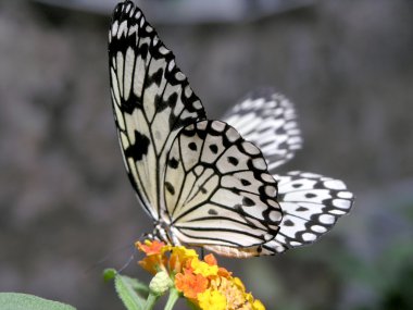 Butterfly (Idea leuconoe) clipart