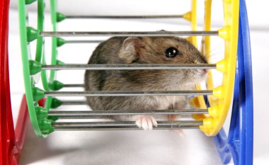 Hamster in wheel clipart