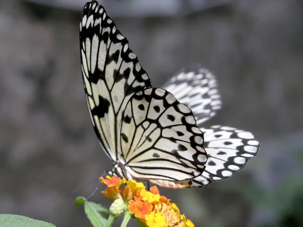 stock image Butterfly (Idea leuconoe)