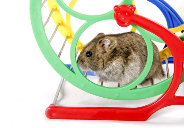Hamster in wiel — Stockfoto