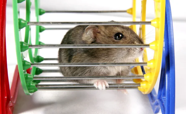 Hamster in wheel — Stock Photo, Image