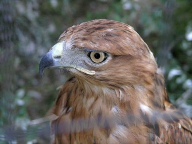 Eagle portresi