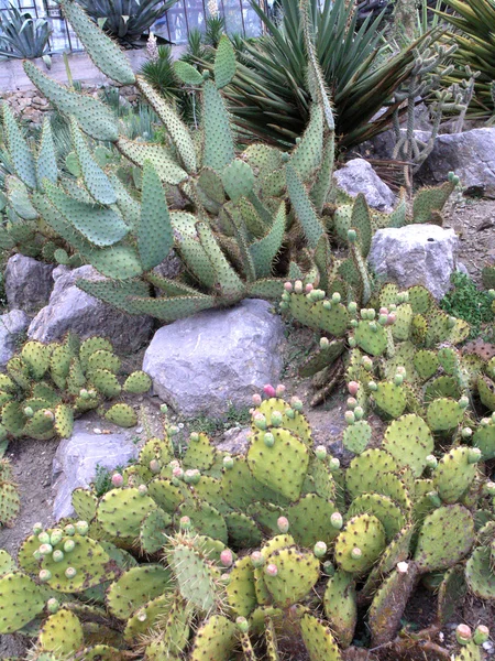 Cactuses — Stok Foto