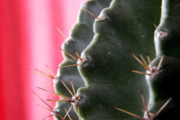 stock image Cactus