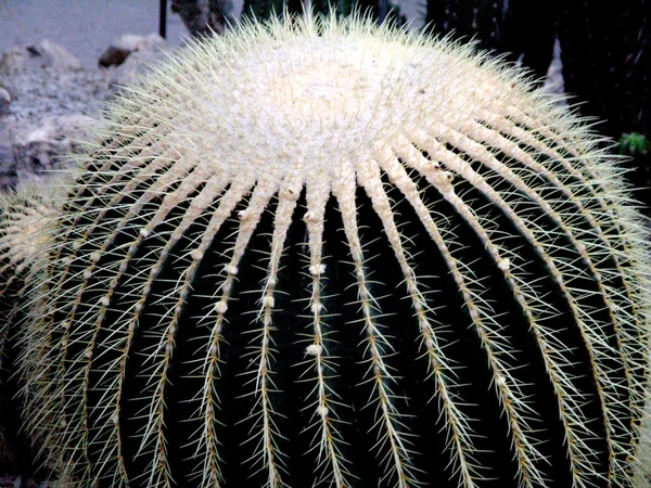 stock image Cactuses