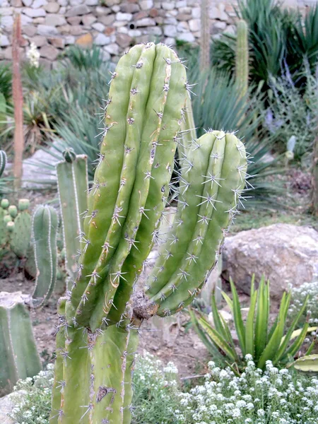 stock image Cactuses