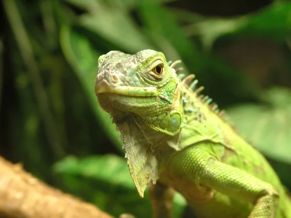 緑のイグアナ — ストック写真