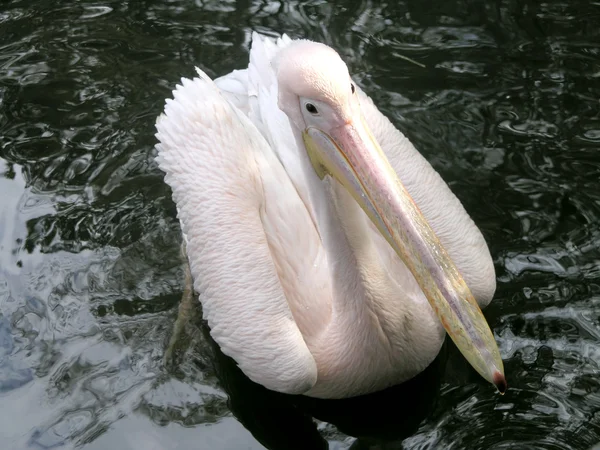 Pelicano rosa — Fotografia de Stock