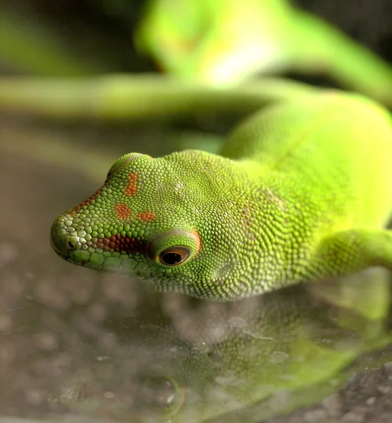 Gecko de día — Foto de Stock