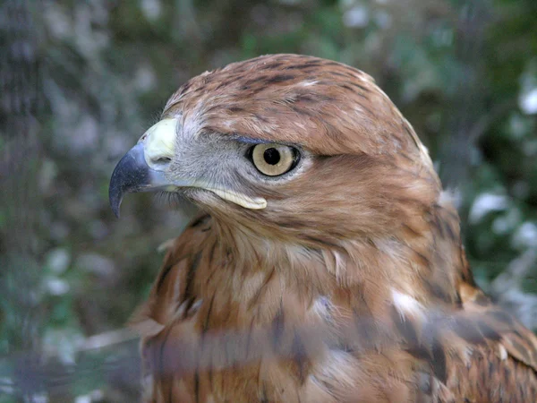 stock image Eagle portrait