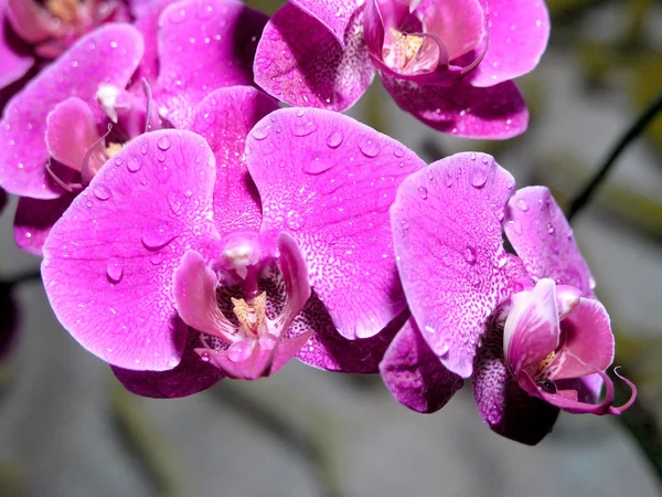 Purple orchid flower Stock Picture
