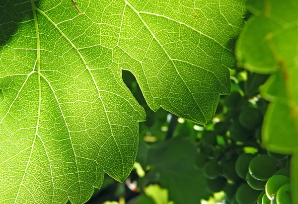 stock image Leaf