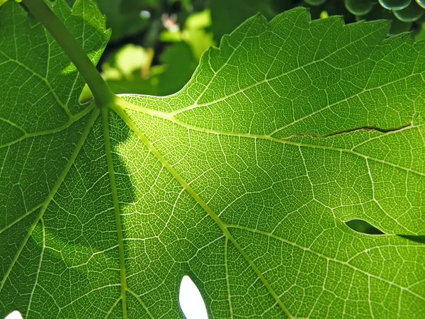 stock image Greape leaf
