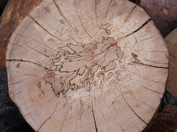 Wooden log — Stock Photo, Image
