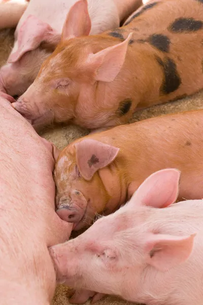 stock image Small pigs drink milk