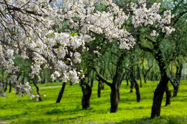 Flowering cherries trees, garden clipart