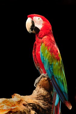 Macaw clipart