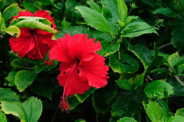 Tropische bloemen — Stockfoto