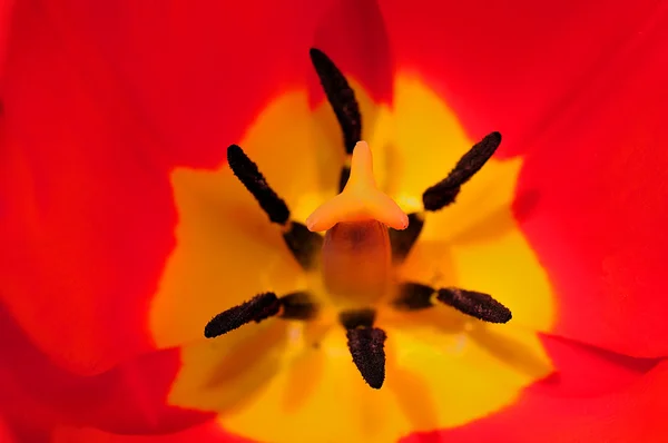 Весняна квітка — стокове фото