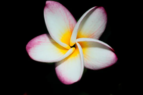 Fleur de frangipanier — Photo