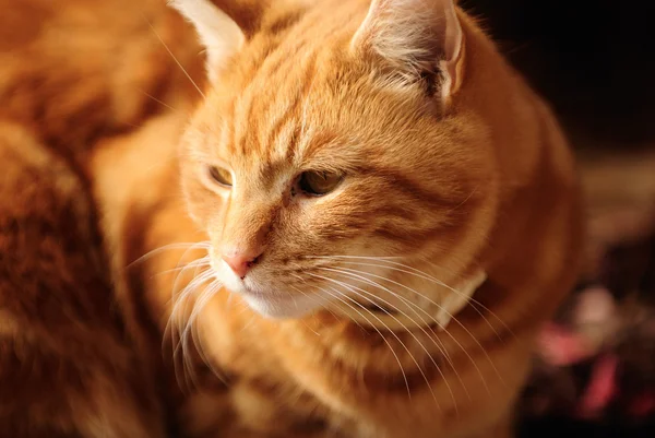 Pisică masculină — Fotografie, imagine de stoc