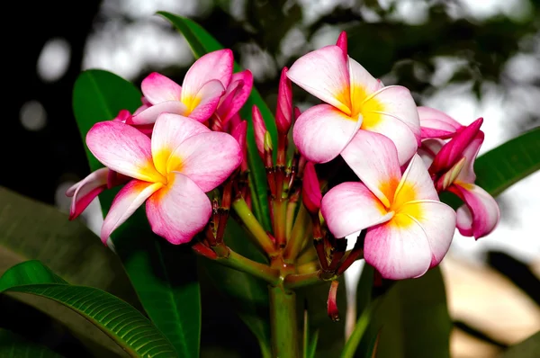 Flor de Frangipani — Fotografia de Stock