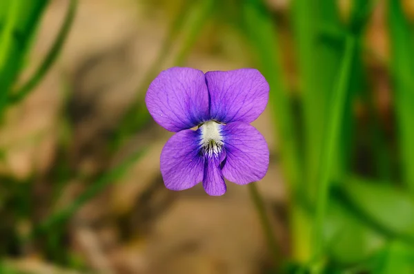 Violeta — Foto de Stock