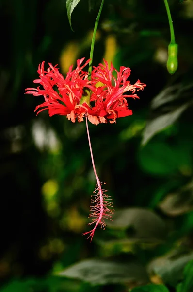 Hibiscus japonés —  Fotos de Stock