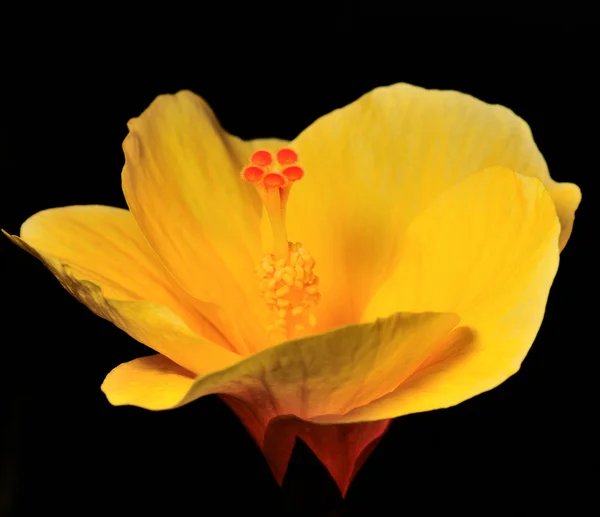 연꽃 — 스톡 사진