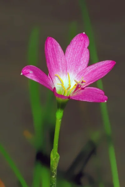 Kwiat puple — Zdjęcie stockowe