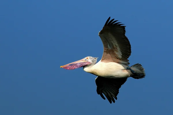 Pelícano en vuelo — Foto de Stock