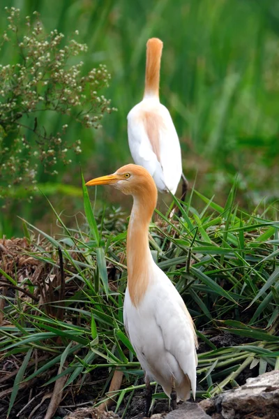 Egrets — Stock fotografie