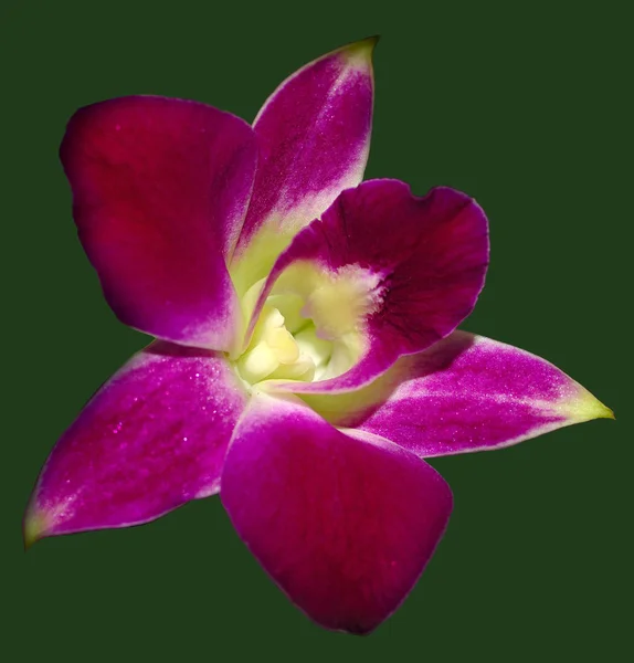ハワイピンクの蘭 — ストック写真