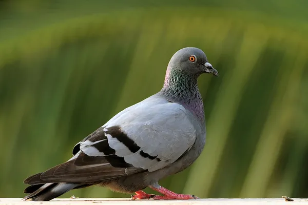 Pigeon Images De Stock Libres De Droits