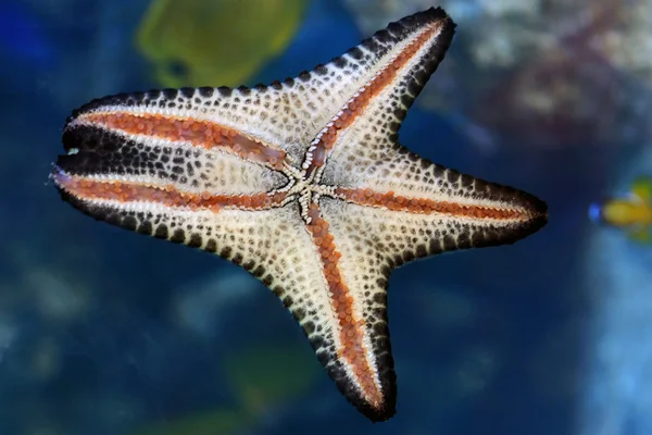 Pesce stellato — Foto Stock