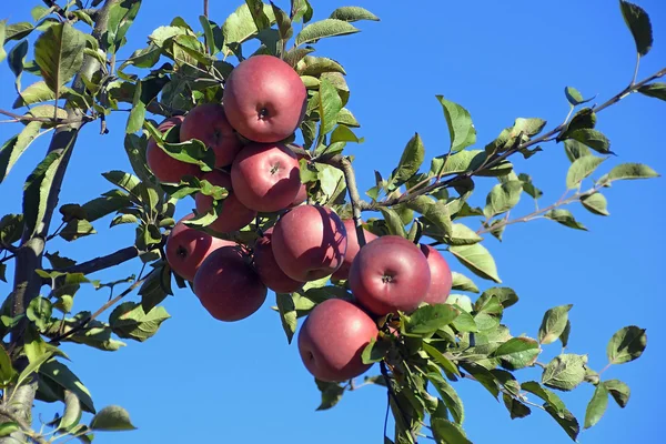 stock image An apple tree