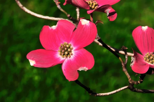 Spring Flower — Stock Photo, Image