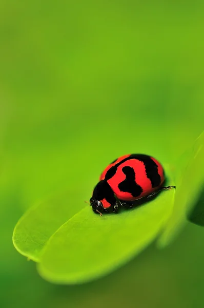 Lady Bug. — Foto de Stock