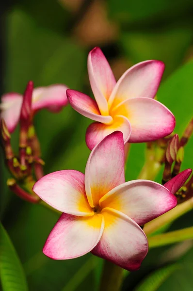 Fleur de frangipanier — Photo