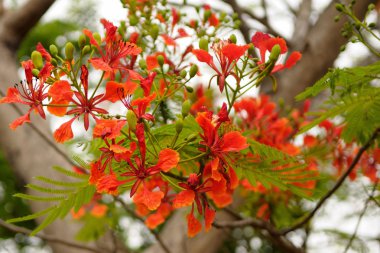 Gulmohar