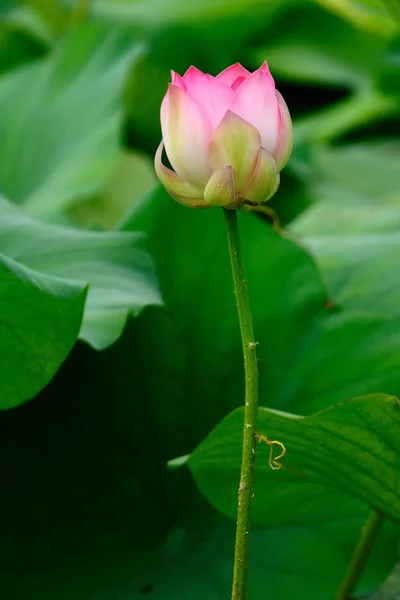 stock image Lotus