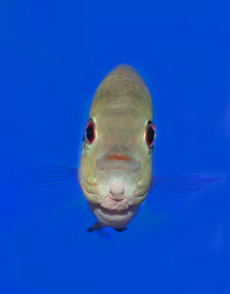 Рыбий глаз — стоковое фото